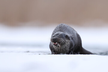 Wydra (Lutra lutra), otter © Bartosz Rakoczy