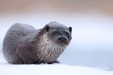 Wydra (Lutra lutra), otter © Bartosz Rakoczy