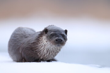 Wydra (Lutra lutra), otter © Bartosz Rakoczy