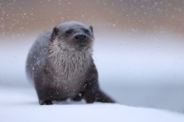 Wydra (Lutra lutra), otter © Bartosz Rakoczy