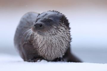 Wydra (Lutra lutra), otter © Bartosz Rakoczy