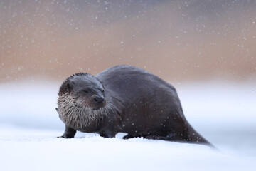 Wydra (Lutra lutra), otter © Bartosz Rakoczy