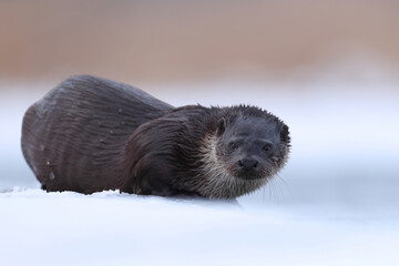 Wydra (Lutra lutra), otter © Bartosz Rakoczy