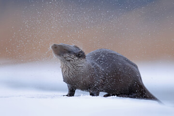 Wydra (Lutra lutra), otter © Bartosz Rakoczy