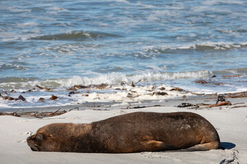Fototapeta premium Large male Southern Sea Lion (Otaria flavescens) sleeping on the sands of Sealion Island in the Falkland Islands.