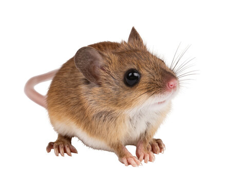 Small brown house mouse with delicate whiskers and big dark eyes, isolated PNG on transparent background, perfect for design