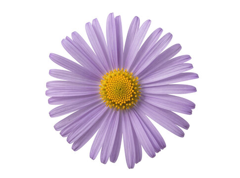 Vibrant purple aster flower with a bright yellow center, its delicate petals beautifully arranged, isolated PNG for floral designs and spring projects