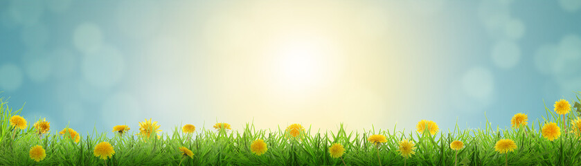 Naklejka premium Yellow dandelions growing among green grass under blue sky. Spring season