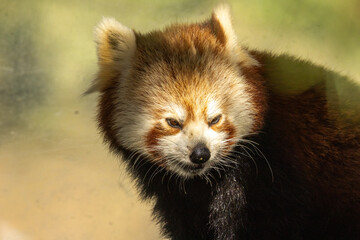 Fototapeta premium Panda roux