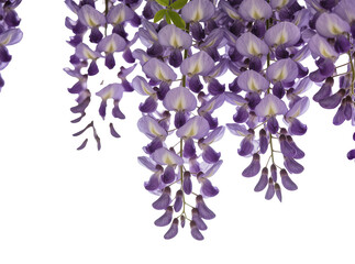 Fototapeta premium Vibrant purple wisteria flowers gracefully hanging, isolated on a transparent background, perfect for spring designs and floral compositions PNG