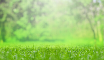 Naklejka premium Lush spring grass in meadow outdoors on sunny day