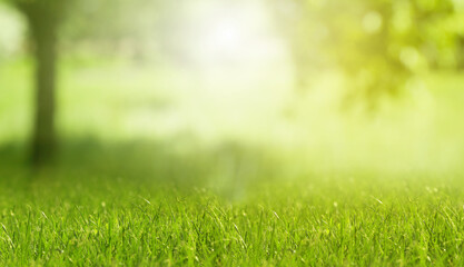 Naklejka premium Meadow with lush green grass on sunny spring day