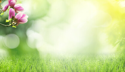 Naklejka premium Meadow with lush green grass and blossoming magnolia on spring day