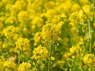 Obraz premium 花壇に咲く菜の花