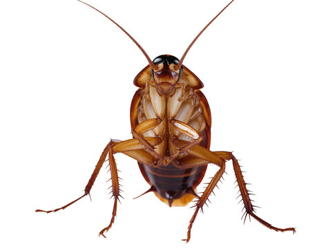 Detailed view of a large brown American cockroach showing its underside and legs, isolated PNG on transparent background, common household pest