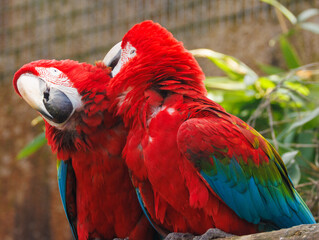 Ara chloroptère © Ludovic