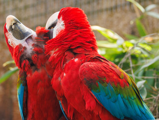 Ara chloroptère © Ludovic