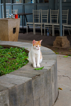 An orange and white domestic cat sitting on a curved concrete bench in an open-air park with a fallen leaf nearby.
