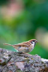 Forest, nature and sparrow on tree trunk for conservation, sustainability or wildlife in garden. Background, environment and wallpaper with bird on stump in natural habitat for ornithology or hobby