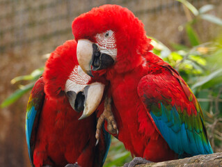 Ara chloroptère © Ludovic