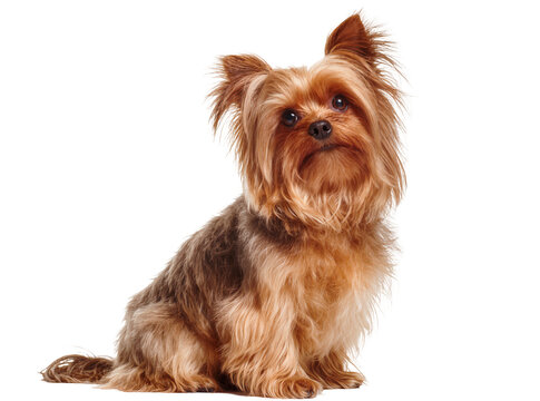 Adorable Yorkshire Terrier dog with fluffy brown and tan fur, sitting calmly and looking forward, isolated PNG, a charming domestic pet