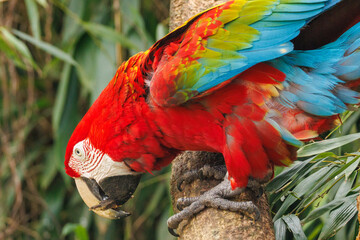 Ara chloroptère © Ludovic