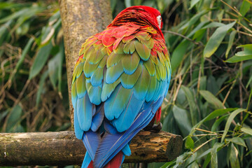 Ara chloroptère © Ludovic