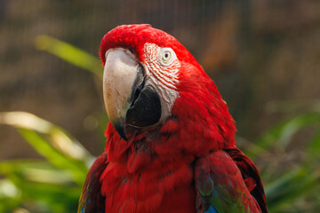 Ara chloroptère © Ludovic