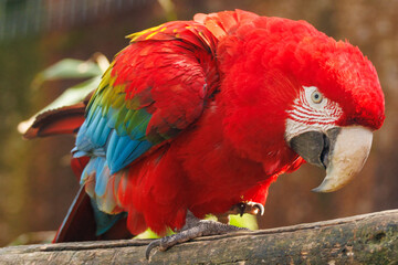 Ara chloroptère © Ludovic