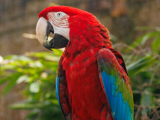 Ara chloropt&egrave;re