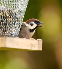 Naklejka premium Bird feeder, sparrow and eating seeds in nature for meal, forage and food outdoor in autumn. Avian animal, fall and diet with break for wilderness, environment or grain in ecosystem in countryside