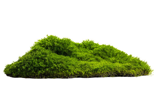 Green moss patch isolated on white background