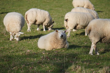 Fototapeta premium Sheep resting in pasture with grazing flock in countryside field