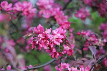 Fototapeta premium Vibrant apple blossoms in Belarus. Pink flowers against the blurred backdrop of a spring garden on a sunny day. Beautiful natural landscape. Colorful background. Spring. Gardening. Apple tree.
