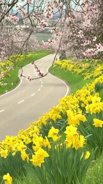 Scenic winding road lined with blooming almond and cherry trees and bright yellow daffodils under a blue cloudy sky. Beautiful spring landscape and travel concept.