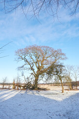 Blue sky, ice and landscape of trees outdoor for vacation, getaway or weekend trip destination. Travel, clouds and nature with weather at eco friendly environment for holiday location with snow.