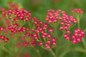 Red Achillea or yarrows © Lucia Tieko