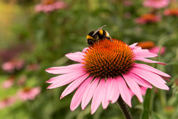 Bumble bee on Brilliant Star flower