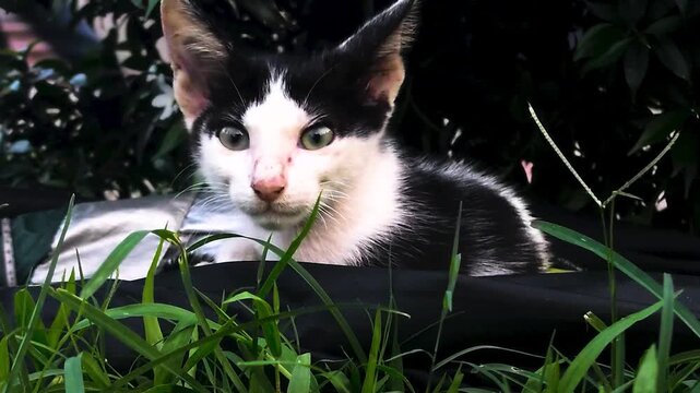 A black and white cat lies in the grass in a serene outdoor video