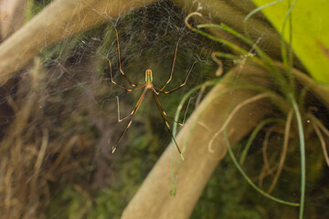 Bela aranha branca entre os galhos