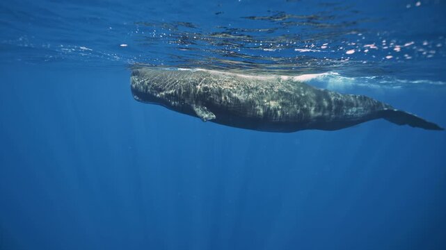 close up portrait of giant sperm whale underwater in the Caribbean sea. Underwater diving safari, wildlife nature, aquatic marine mammal animals. Huge underwater animal. Deep blue sea. Amazing footage