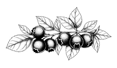 A black and white illustration of a branch with berries and leaves © BokaUllah