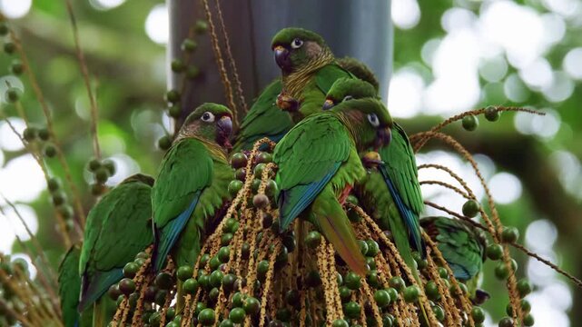 Maroon-bellied Parakeets (Pyrrhura frontalis) Feeding on Palm Fruits in Tropical Forest