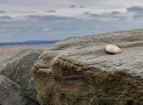 Single Seashell Resting on Rocky Shoreline at Sandy Hook New Jersey
