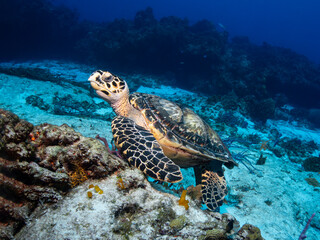Naklejka premium Hawksbill sea turtle resting on Caribbean coral reef