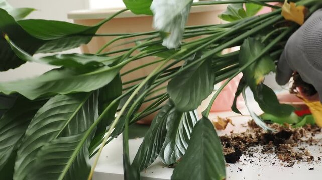 Hands transplanting hydrangea into a pot with fresh soil and gardening tools, flower care and planting in spring