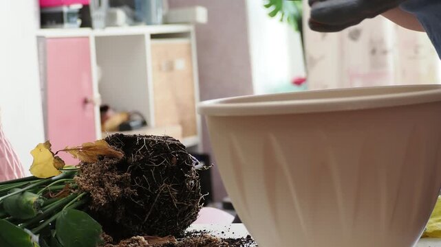 Hands transplanting hydrangea into a pot with fresh soil and gardening tools, flower care and planting in spring