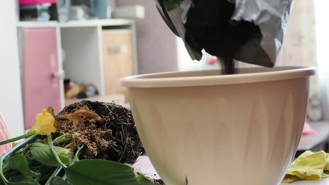 Hands transplanting hydrangea into a pot with fresh soil and gardening tools, flower care and planting in spring