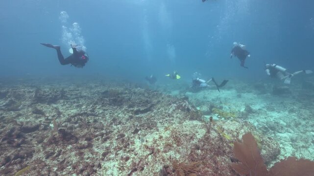 Group of scuba divers exploring underwater coral reef