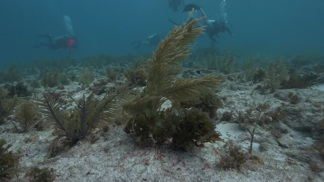 Group of scuba divers in a strong current exploring a sandy seabed with soft corals